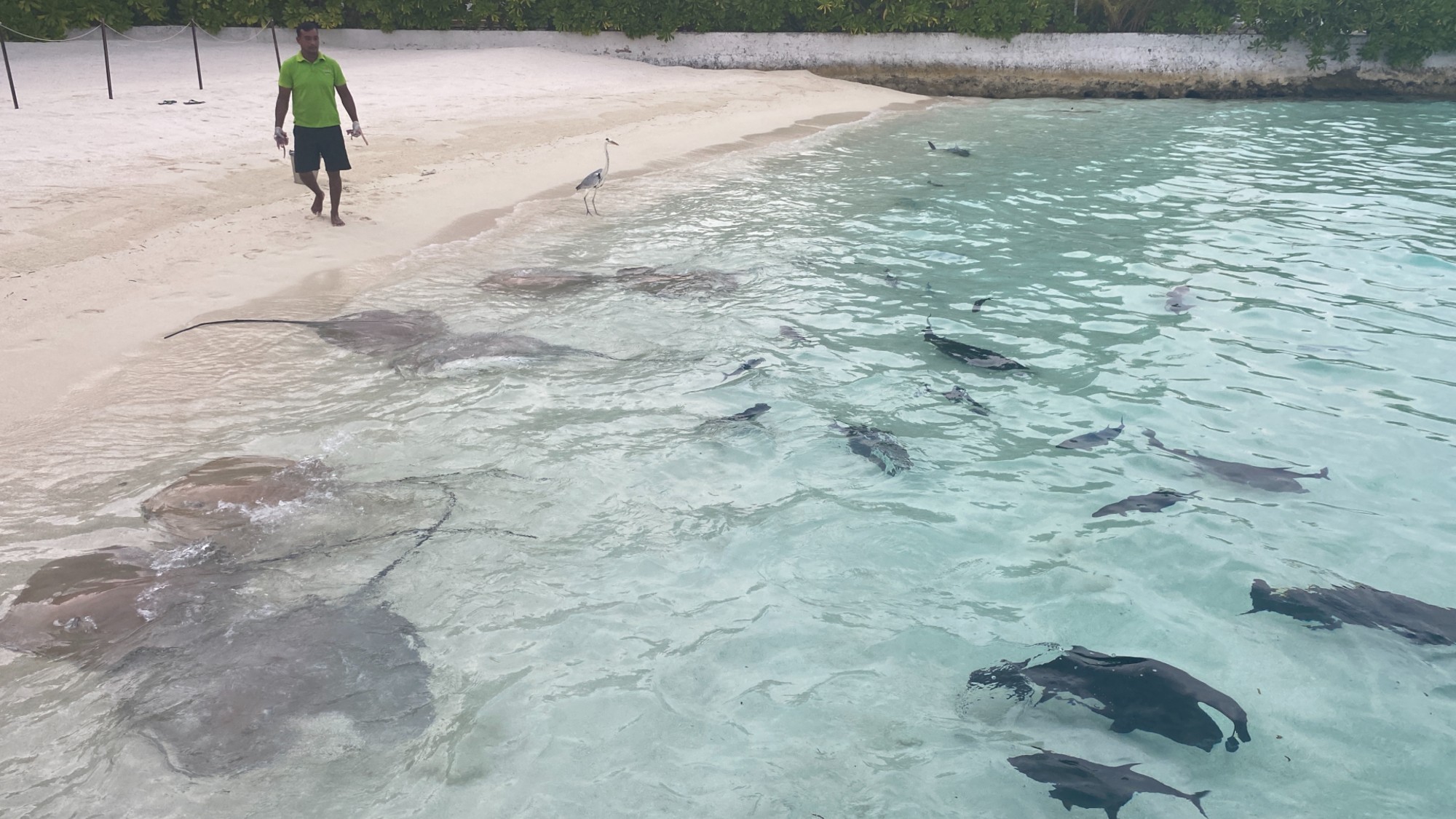 stingrays swim in shallows while man on beach feeds them
