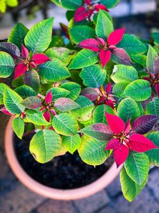 Frosted Leaves On Outdoor Poinsettia Flowers