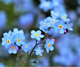 Blue forget me not flowers