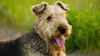 Airedale Terrier