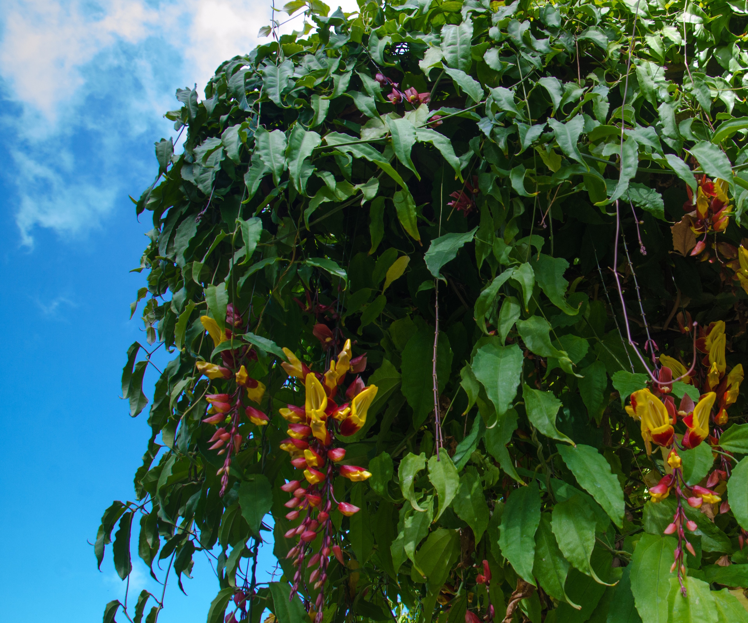 The clock vine, or Thunbergia mysorensis, with red and yellow blooms