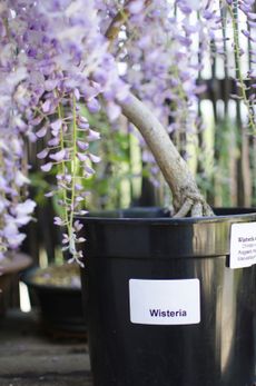Container Grown Purple Flowered Wisteria Vines