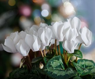 cyclamen showing white flowers