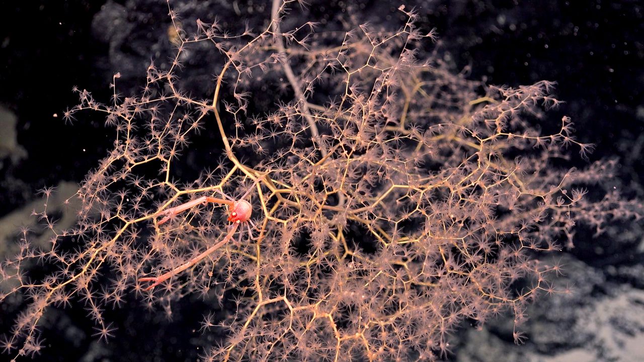 A squat lobster on a golden coral in the Central Pacific Ocean.