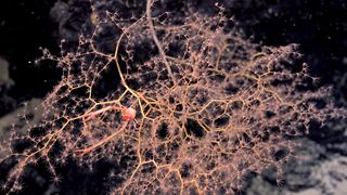 جراد البحر الرابض على مرجان ذهبي في وسط المحيط الهادئ.