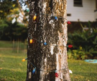 A tree trunk wrapped in multicolor Christmas lights