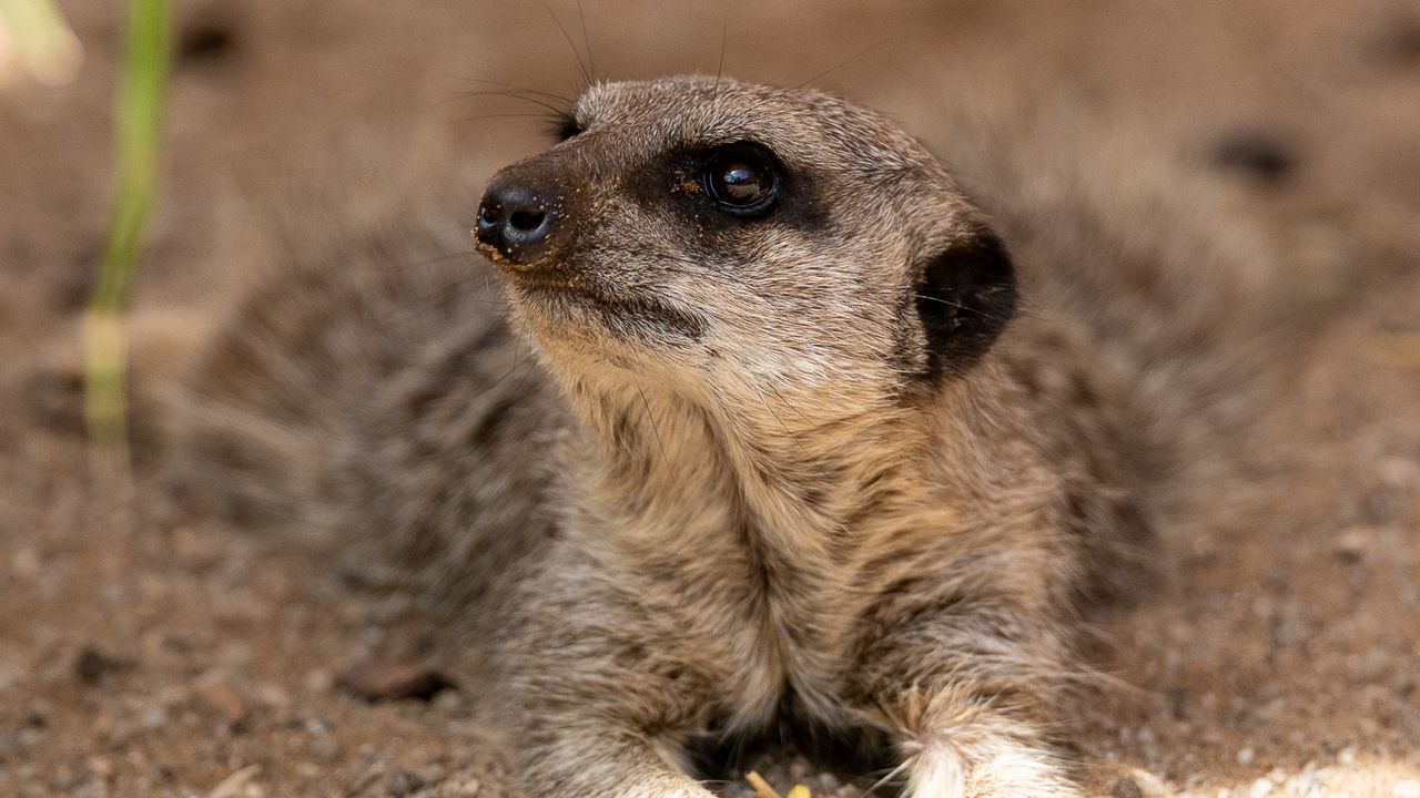 meerkat sat in the shade