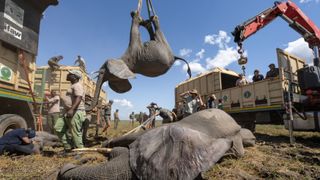 an elephant hanging by its feet from a crane with another tranquilized lying on the ground 