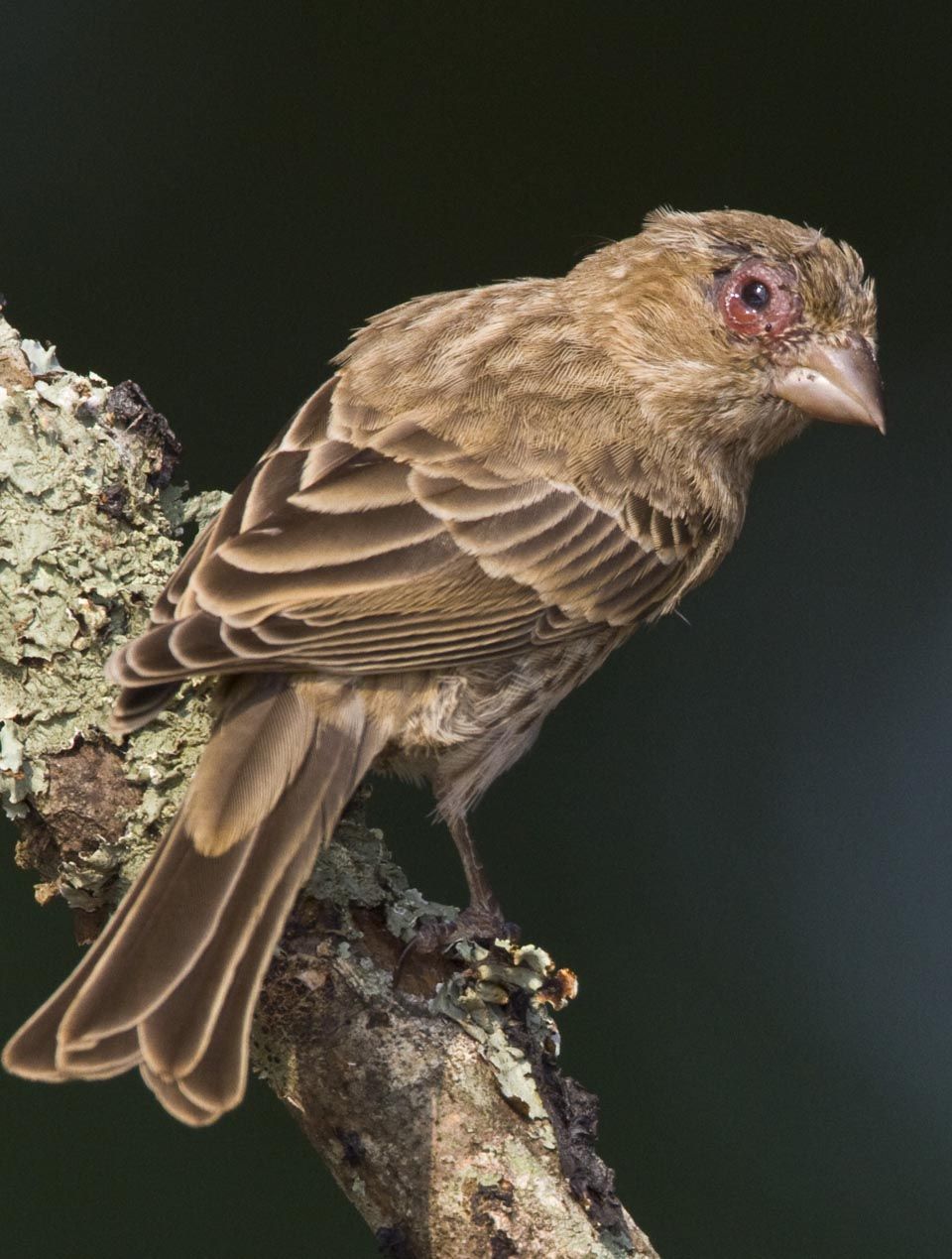 Water Birds Parasites