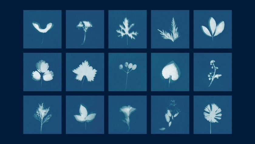 Cyanotype images of plant cuttings 