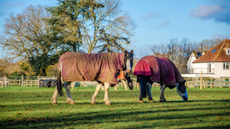 two piebald cobs in red rugs turned out in a pasture next to a white house with trees in the background