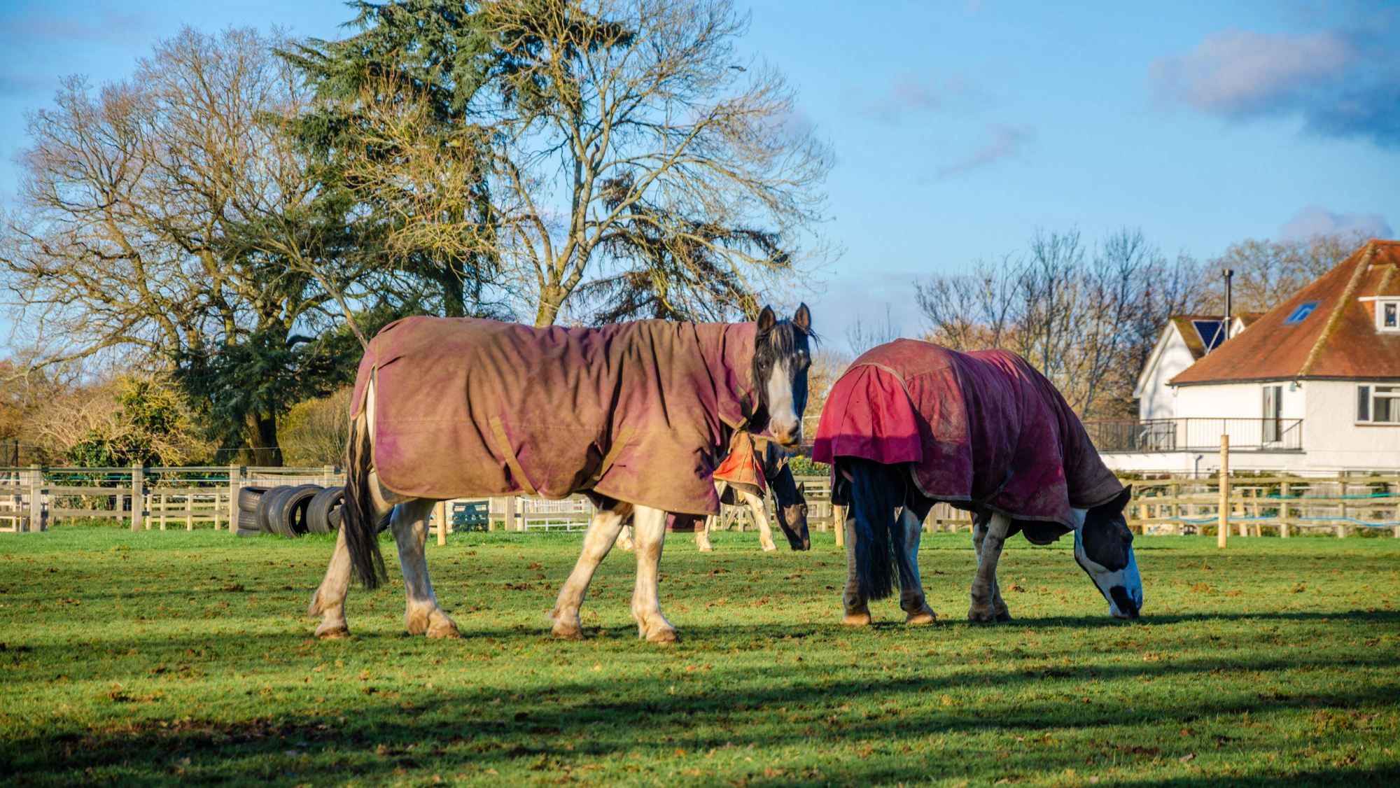 two piebald cobs in red rugs turned out in a pasture next to a white house with trees in the background
