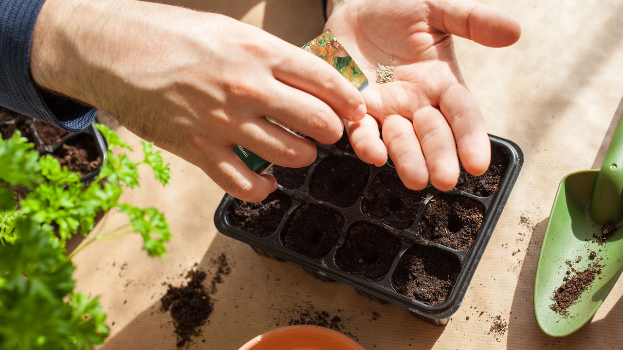 Planting seeds in seed tray