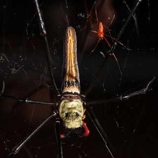Male and female orb-web spiders