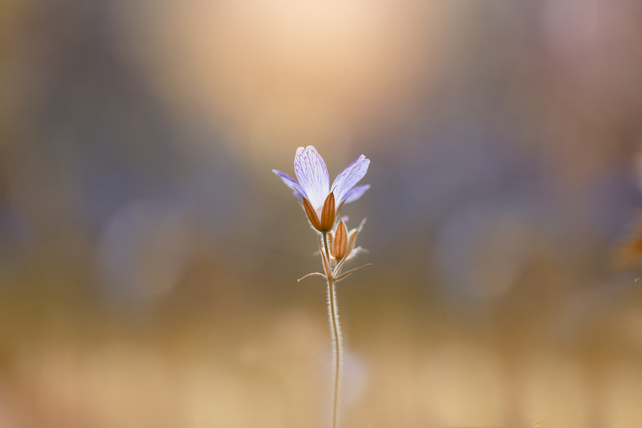 Meadow cranesbills (Geranium pratense) are a beautiful feature of chalk-downland landscapes.