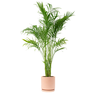 Palm plant