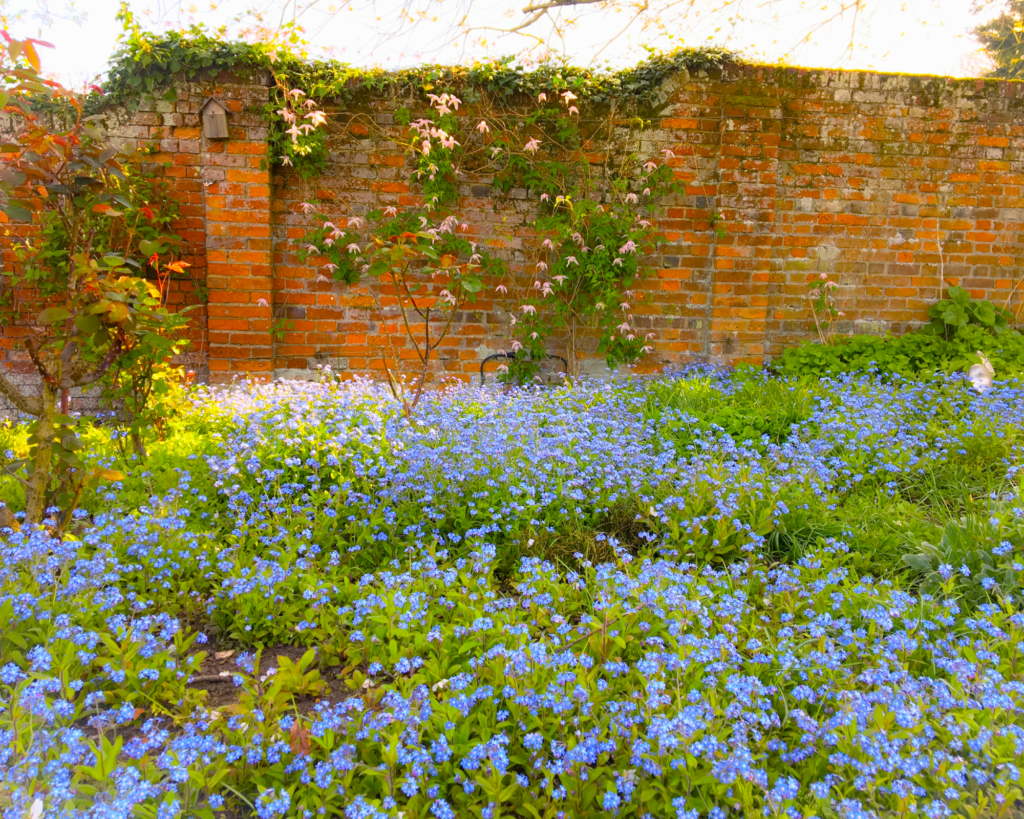 field of forget-me-not flowers and brick wall