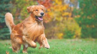 Dog running through the park on a fall day 