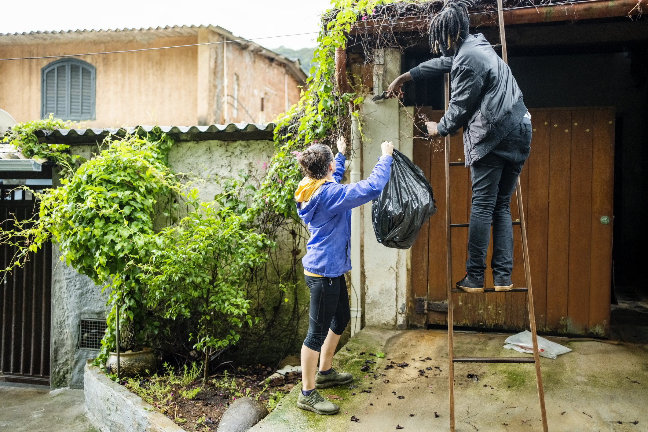A couple removes a vining plant from the side of their house.