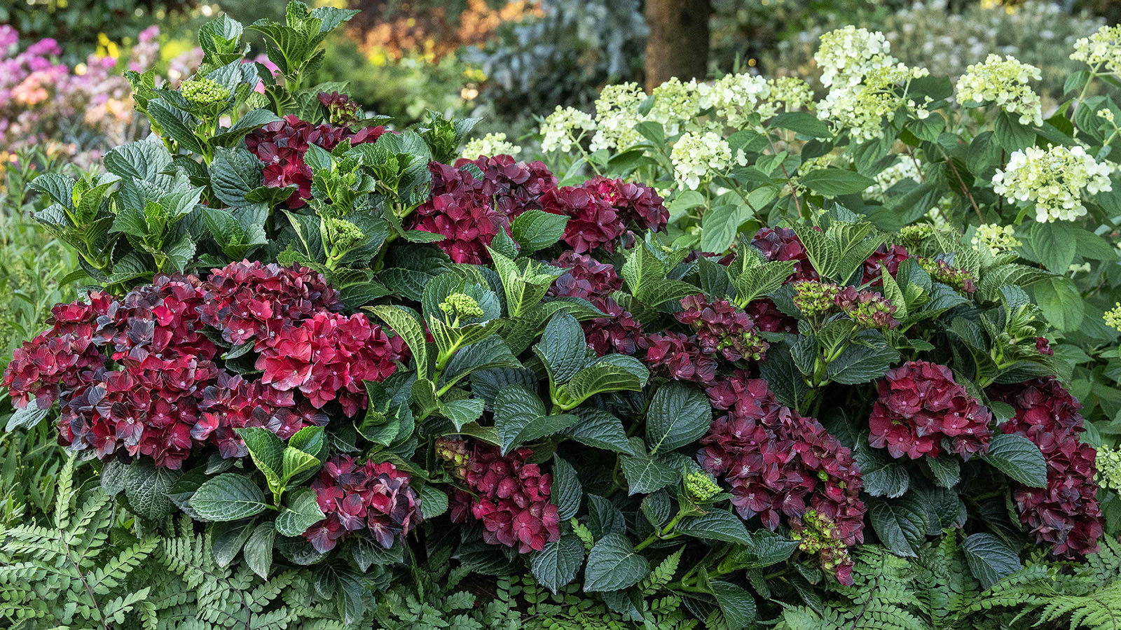 Centennial Ruby Hydrangea from Monrovia