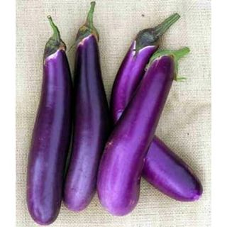 Scarborough Seeds Eggplant Long Purple 200 Seeds Heirloom, Organic Usa