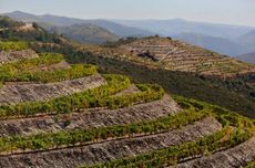 wine terroir