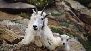 A rocky mountain goat with her kid