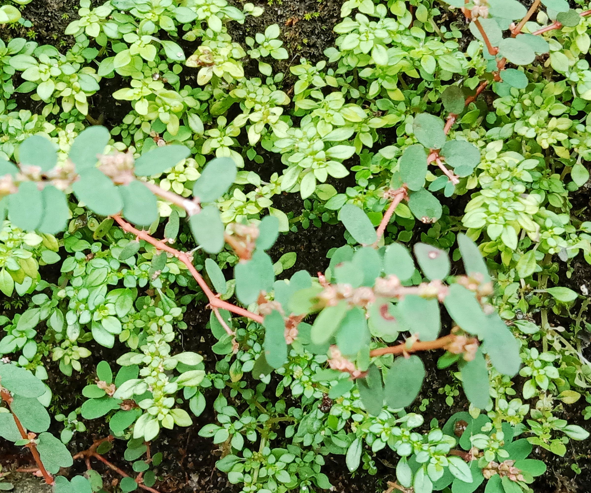 prostrate spurge weeds growing in garden