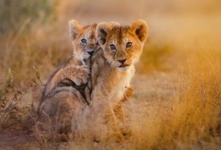 Two lion cubs on a brown grassy patch.