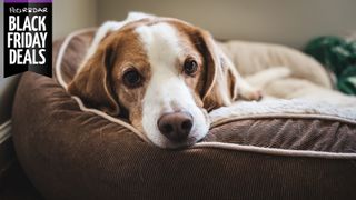 Black Friday deals on dog beds: Dog lying in bed