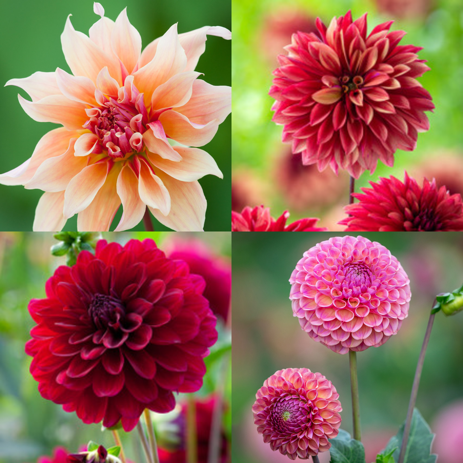 A collage of pale pink, red, and pink dahlias