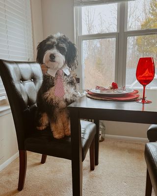 Valentine's Day dog photoshoot