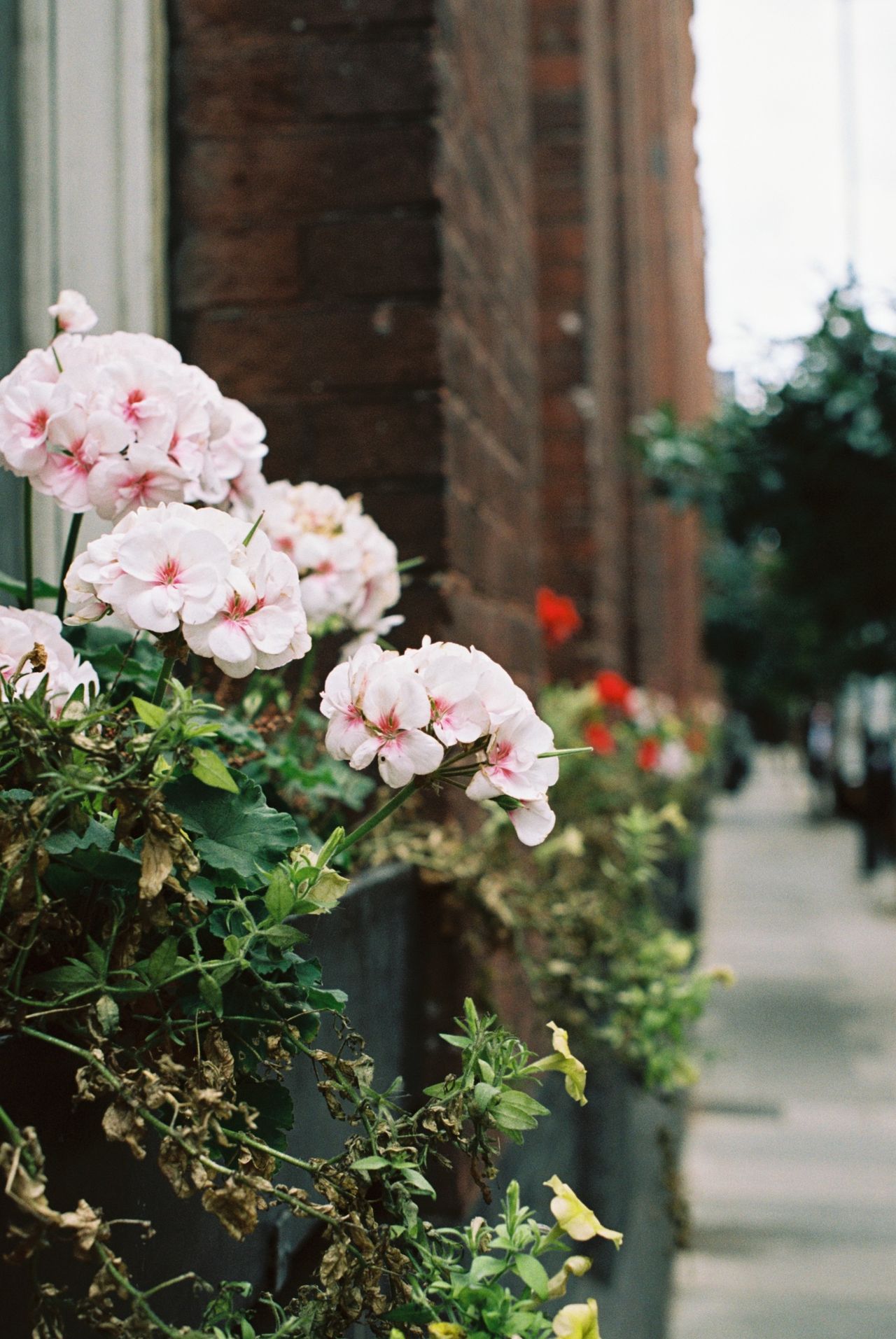 Sample photograph taken with Kodak Ektacolor Pro 160 35mm film