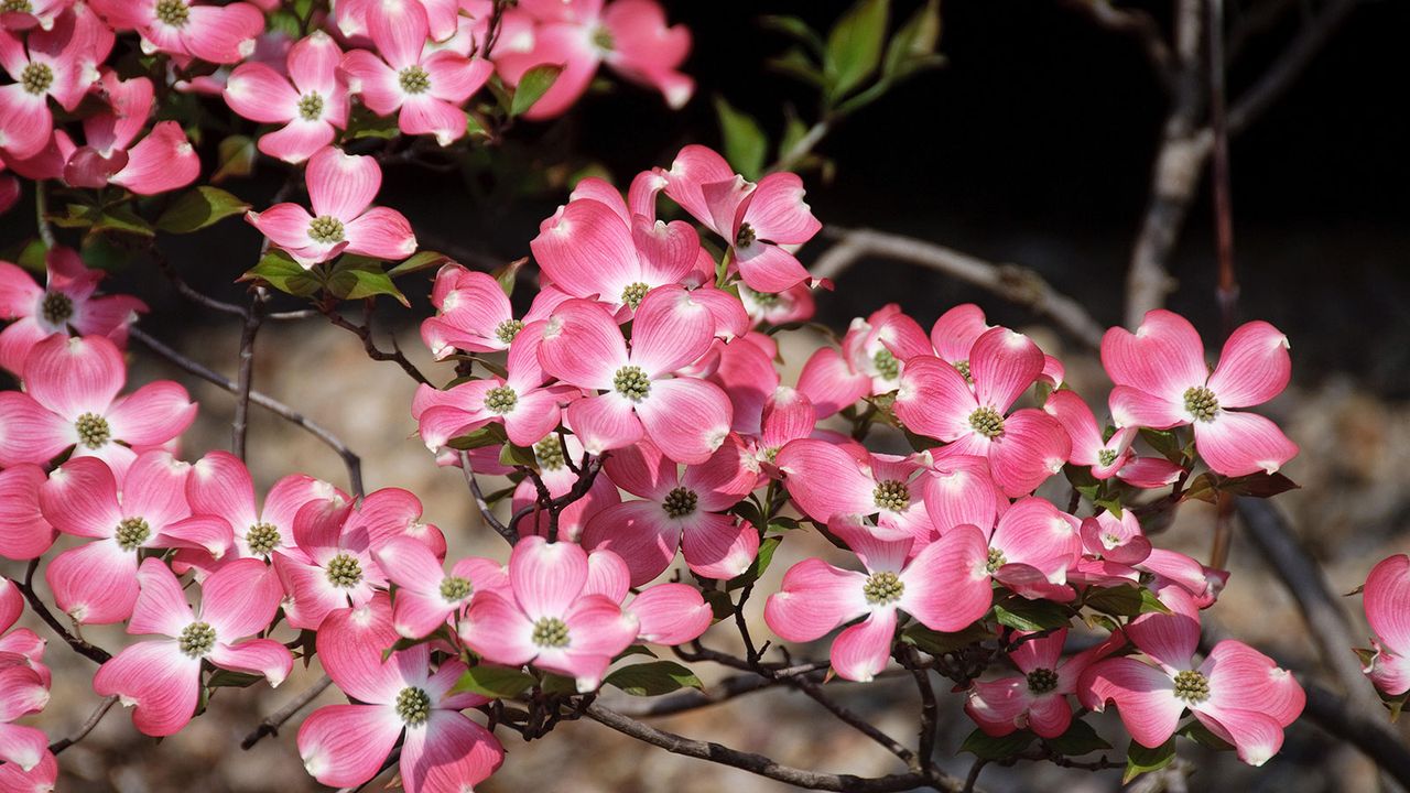 pink flowers of Cornus florida &#039;Rubra&#039;