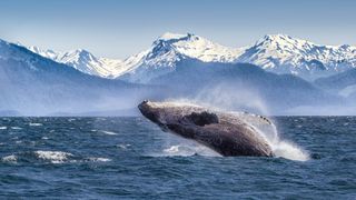 Breaching humpback whale against snow capped mountains seen in the distance in Glacier Bay, Alaska.