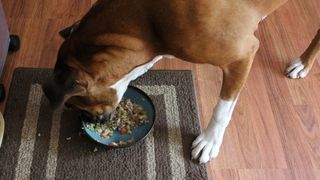 Dog eating venison and vegetable stew