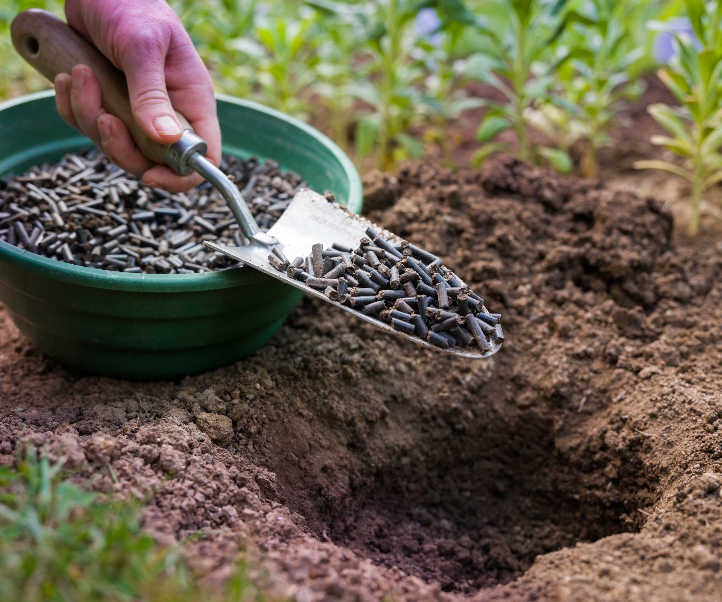A hand uses a trowel to place chicken manure pellet fertilizer in a hole
