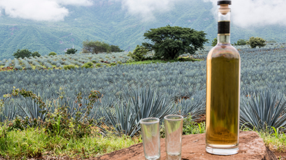 A bottle of tequila in front of a field of agave plants