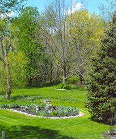 A spring backyard with lots of trees