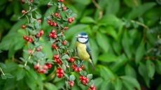 A blue tit sitting on the stem of a cotoneaster shrub that is covered in red berries in autumn