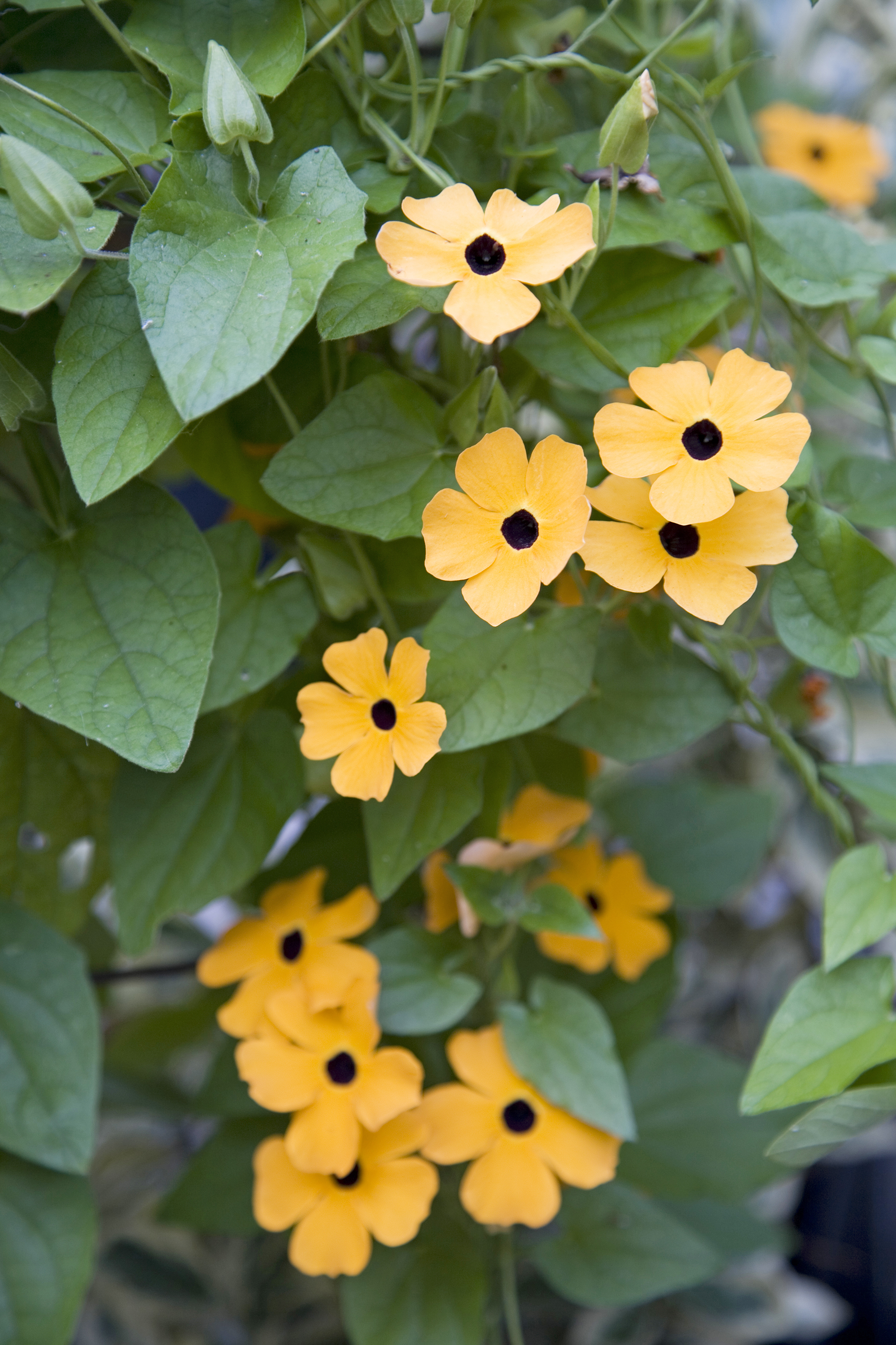 Black-eyed Susan vine