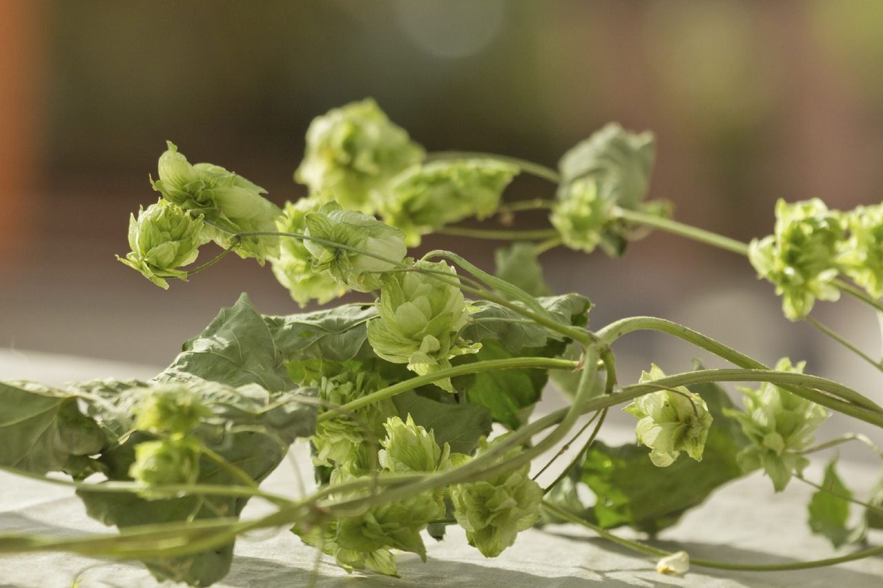 compost hops