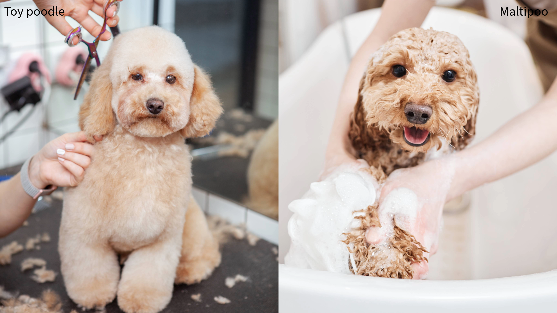 A collage of a toy poodle having coat clipped with scissors and a maltipoo having a bath