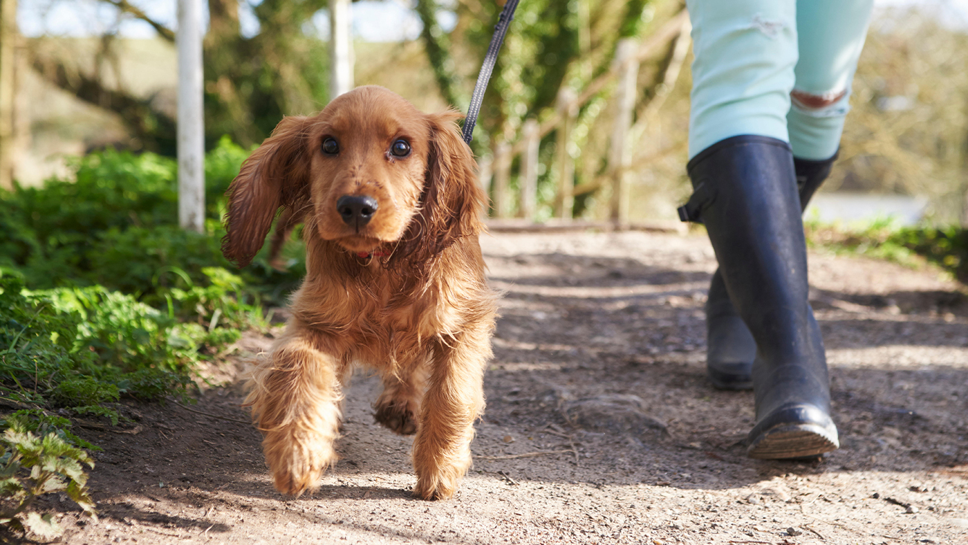 Puppy being exercised walking on a lead