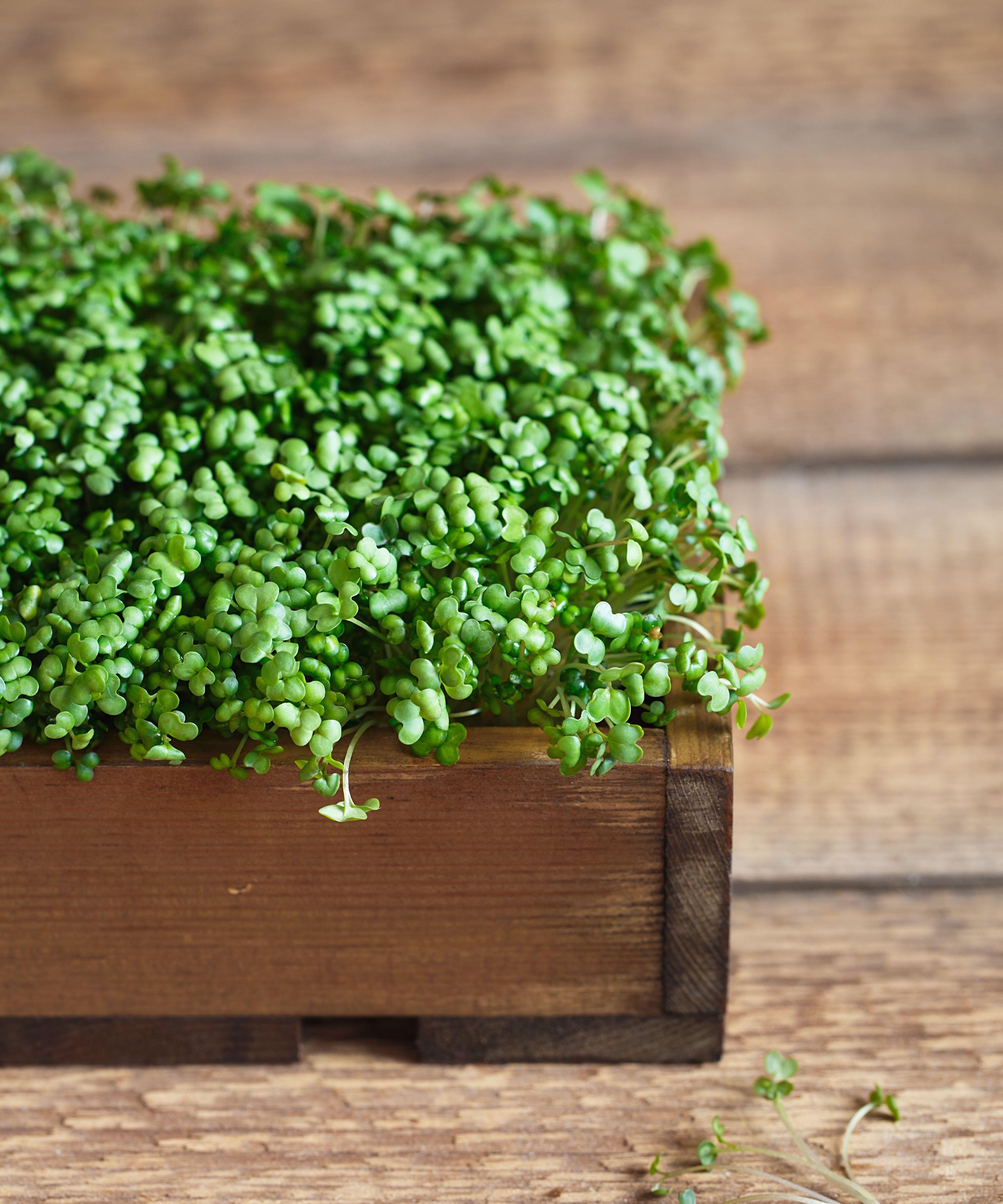 Mustard microgreens