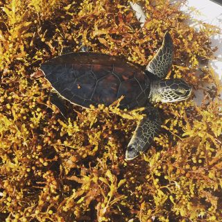 A young green sea turtle in a mat of brown seaweed