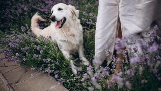 Dog sitting in lavender