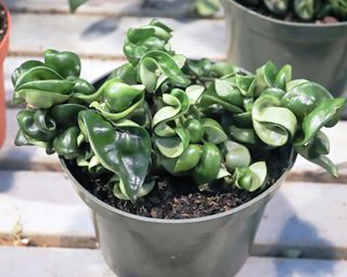 Hoya plant in green pot