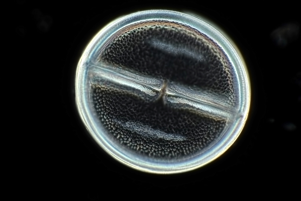 nikon small world competition, diatom