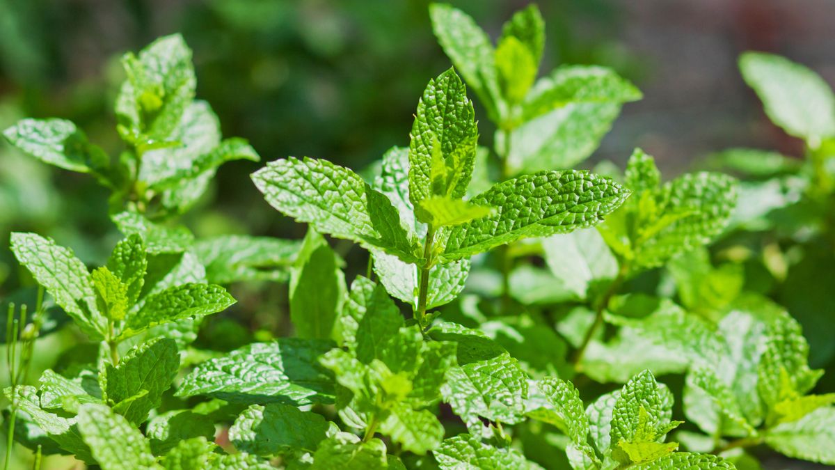 7 plants to repel raccoons and keep them out of your yard | Tom's Guide